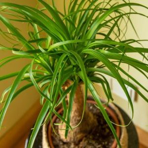 Бокарнея (Нолина)