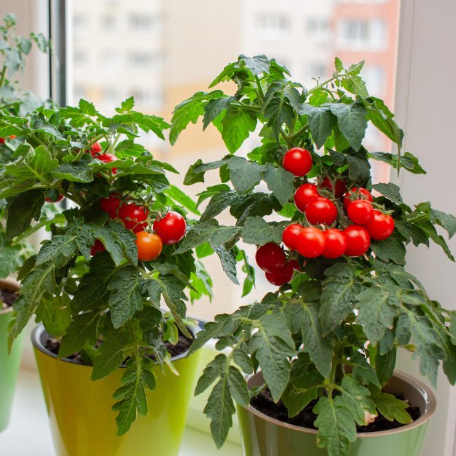 Выращивание помидоров на балконе