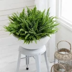 boston-fern-indoor-plant-in-the-white-pot