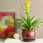 bromeliad