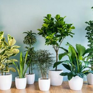 20 комнатных растений для ленивых цветоводов