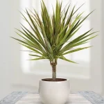 Dracaena