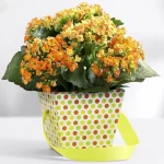 Kalanchoe-nízká údržba-2