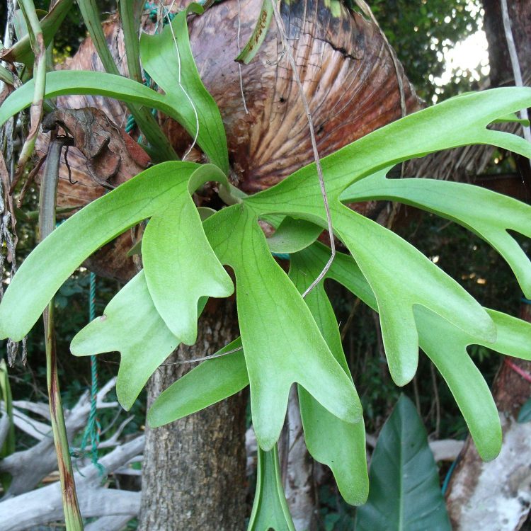 Платицериум оленерогий