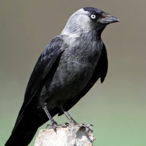 Галки