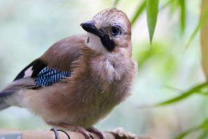 сойка