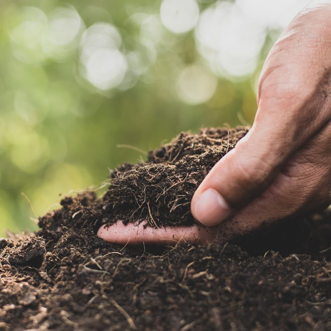 Полезные нематоды: как их использовать для садоводства