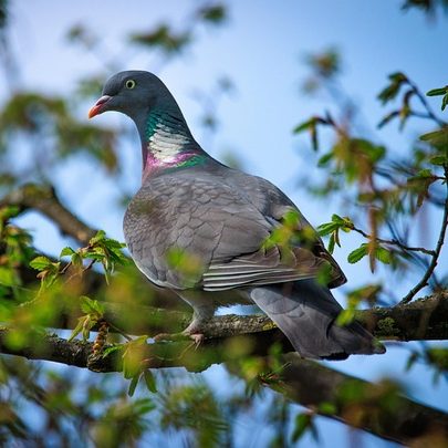 Вяхирь или витютень