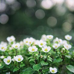 Экзакум родственный или персидская фиалка