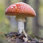 мухомор