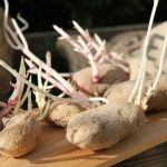 пророщенный картофель