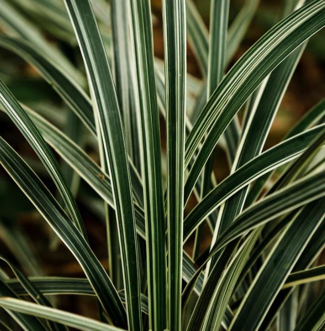 10 лучших комнатных растений для начинающих