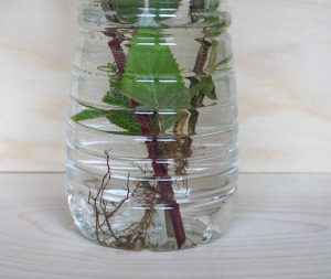 черенки