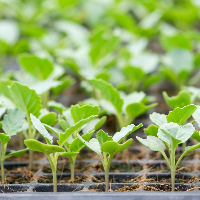 Выращивание капустной рассады