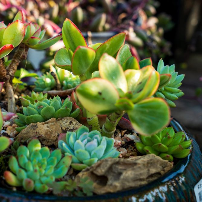 Создание мини-альпинария