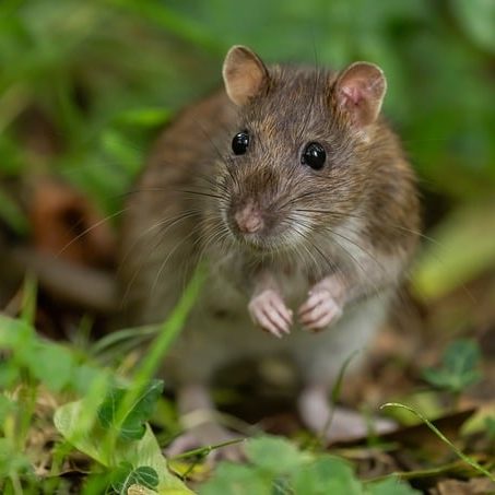Как не пустить крыс в сад: 15 безопасных, естественных способов