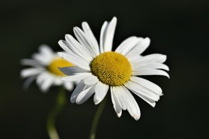 Маргаритка Шаста