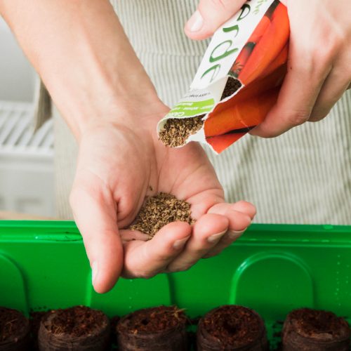 Подготовка семян овощей к посеву