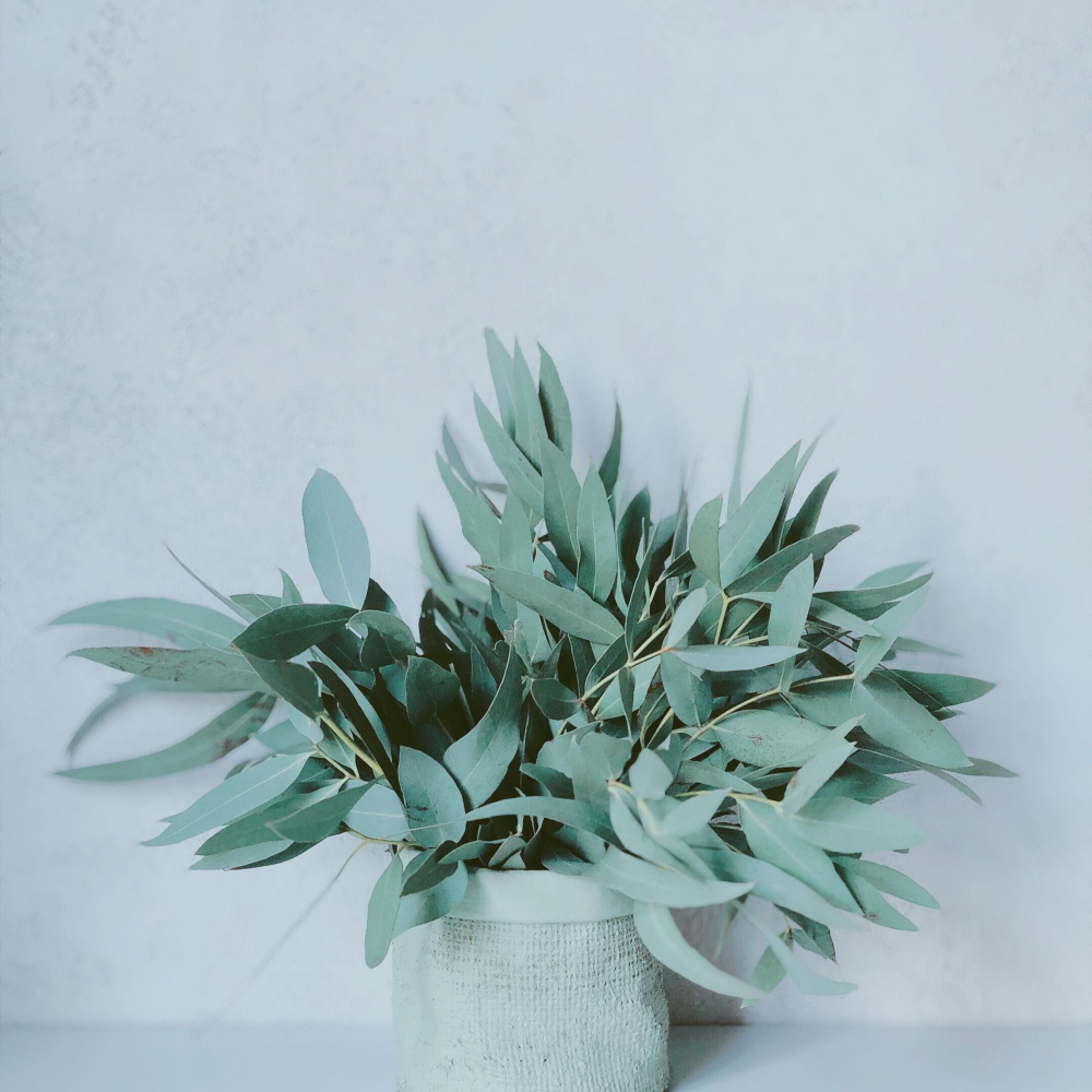 Как вырастить эвкалипт в помещении, чтобы в доме круглый год пахло свежестью