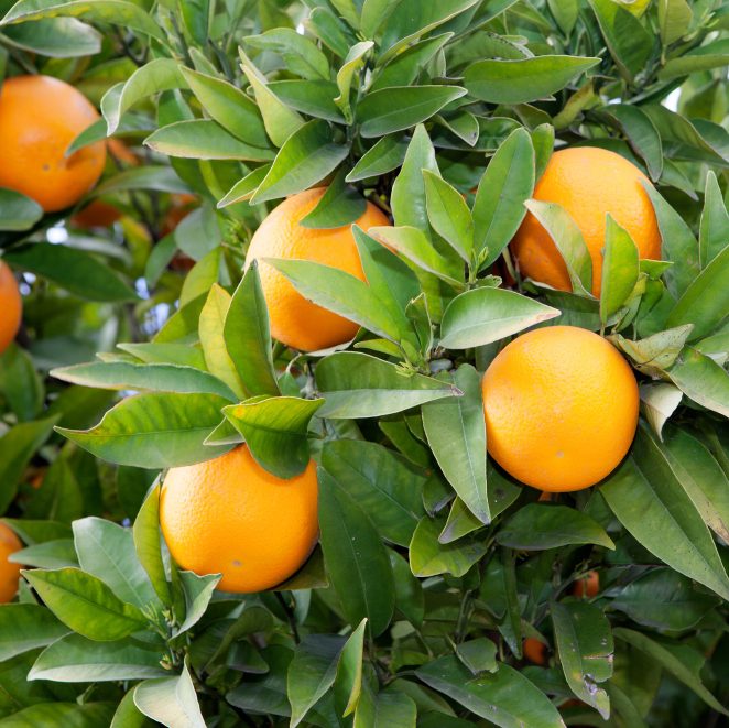 Выращивание цитрусовых в квартире: апельсин