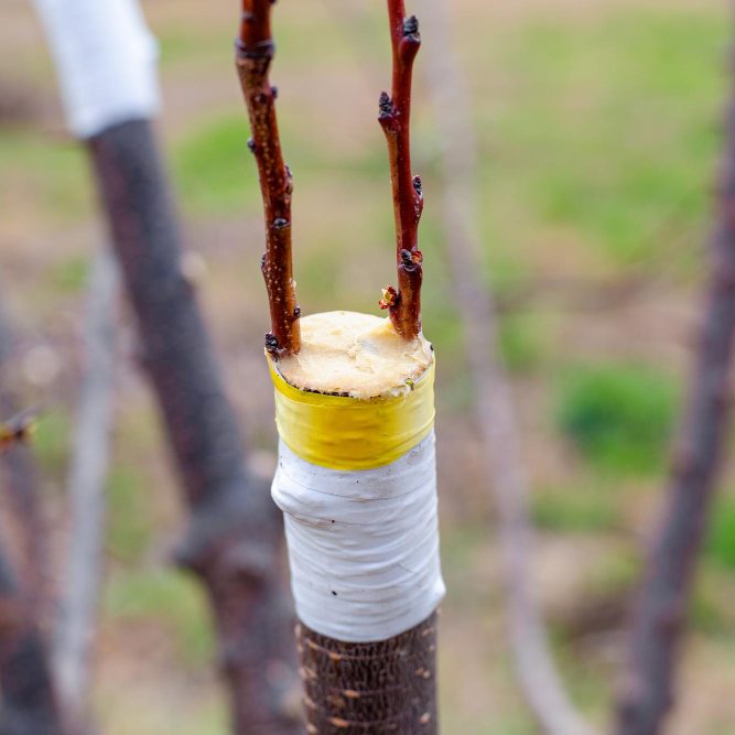Когда нужна прививка плодовых деревьев