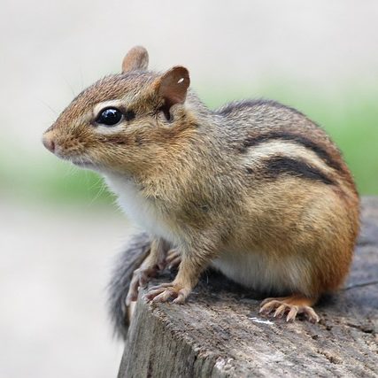 Как избавиться от бурундуков в саду