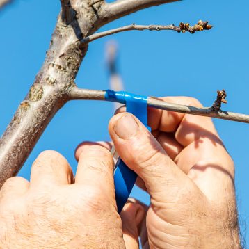 Инструменты и материалы для выполнения прививки