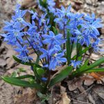 Пролеска (Scilla)
