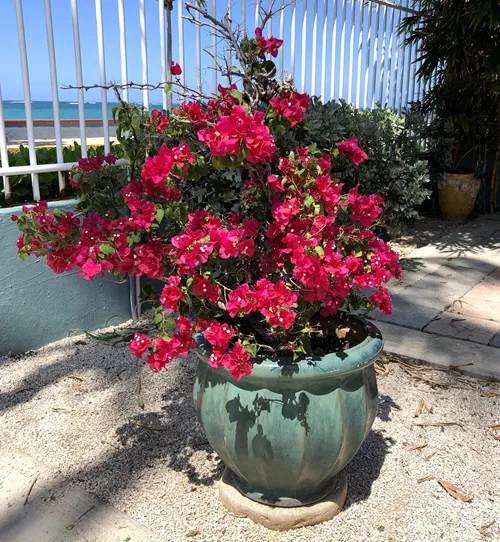 1. Bougainvillea