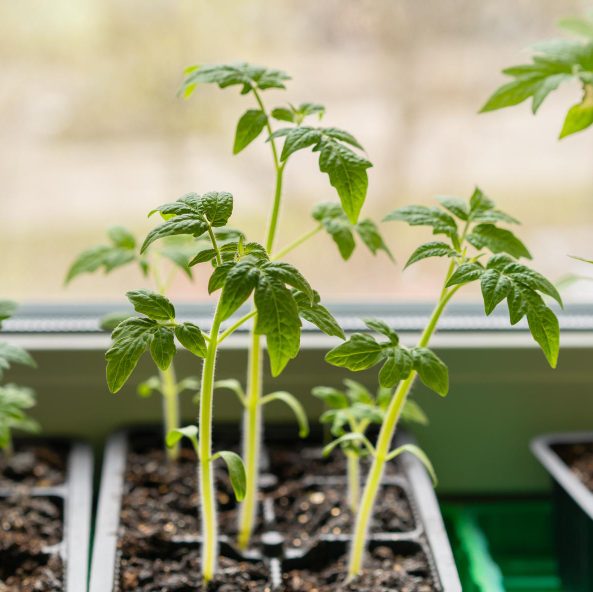 Особенности выращивания рассады основных овощей