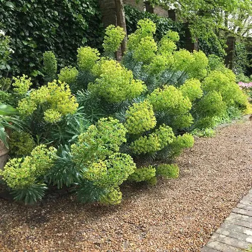 14. Mediterranean Spurge