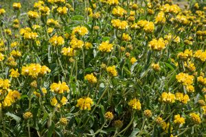 Зопник Рассела