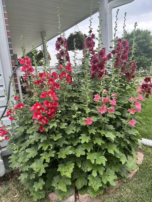 18. Hollyhock
