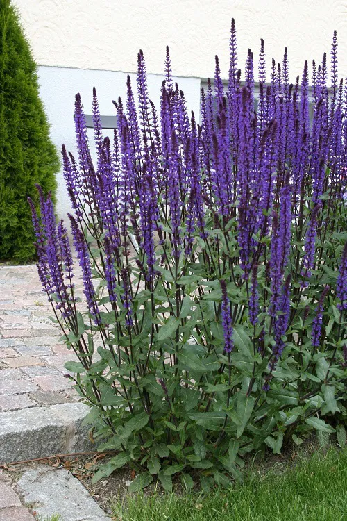 6. Caradonna Sage