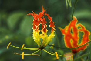 Gloriosa rothschildiana