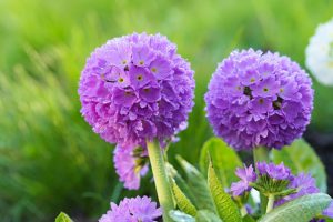 Primula denticulata