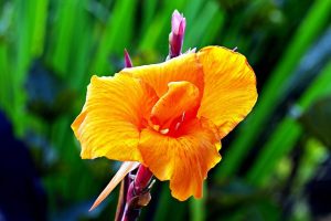 Canna indica