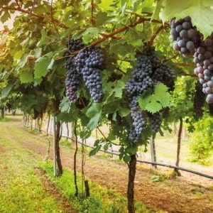 Планировка виноградника