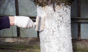 дерево