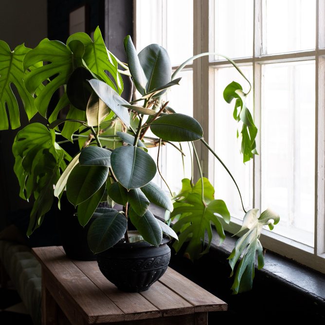 Комнатные растения для северных окон
