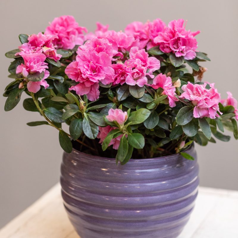 Комнатная азалия