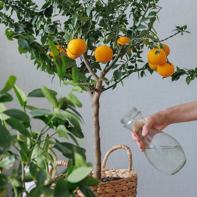 Тропический сад в квартире