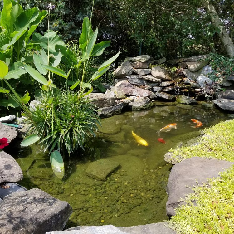 Содержание искусственного пруда