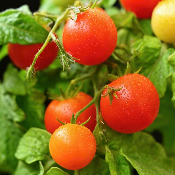 Как вырастить отличные помидоры в горшках