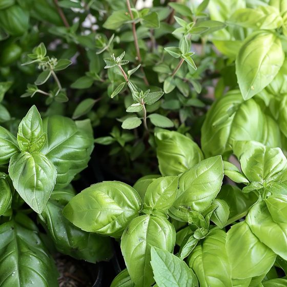 Травяной сад: лучшие советы и рекомендации