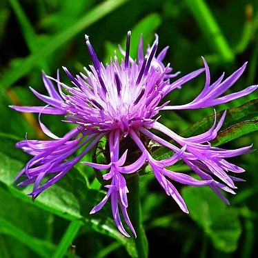 Монарда: выращивание и уход