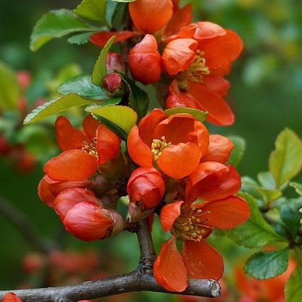 Айва японская