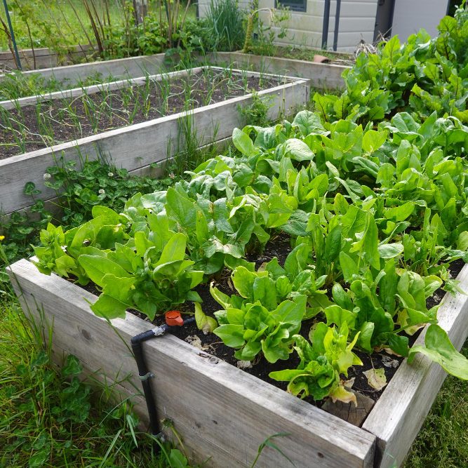 11 лучших растений для приподнятых грядок