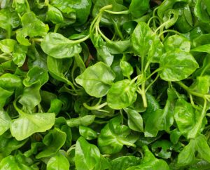 Салатные растения