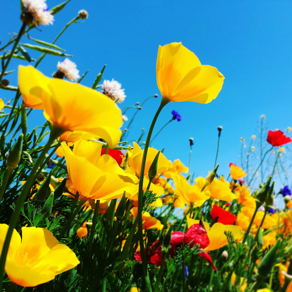 Цветы середины лета II